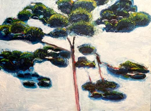 Red Pine