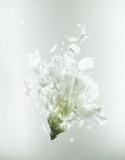 series Cryofloral I