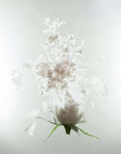 series Cryofloral III