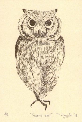 Scops owl