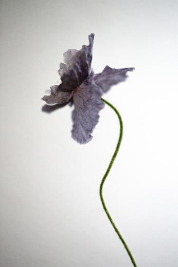 Les pavots I