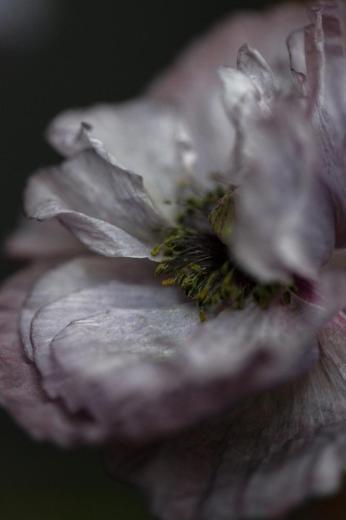 Les pavots IV