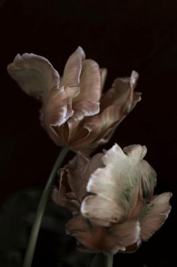series 'Petals' I