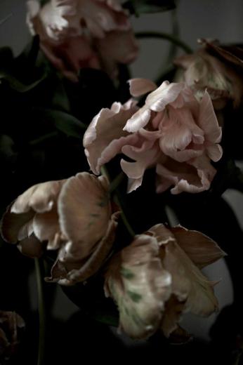 series 'Petals' III