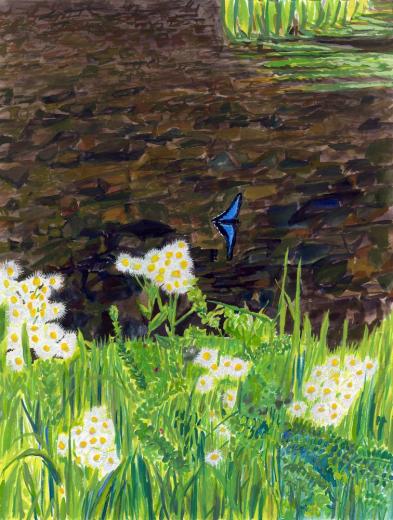 Butterfly 20240504