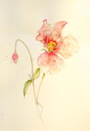 drawing 4　(花)