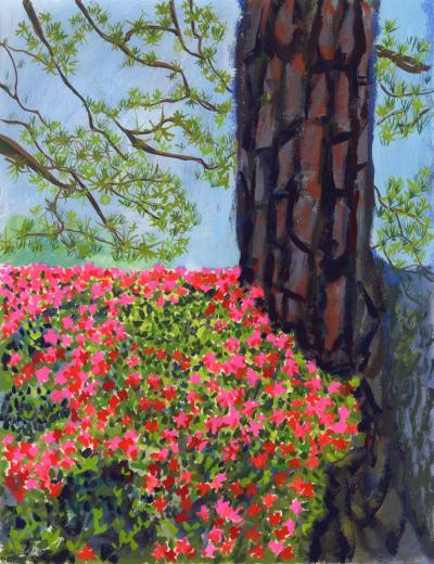 Azalea and Pine 20241128