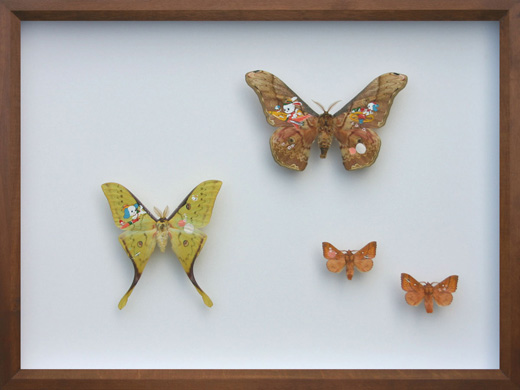 Collection(0209)