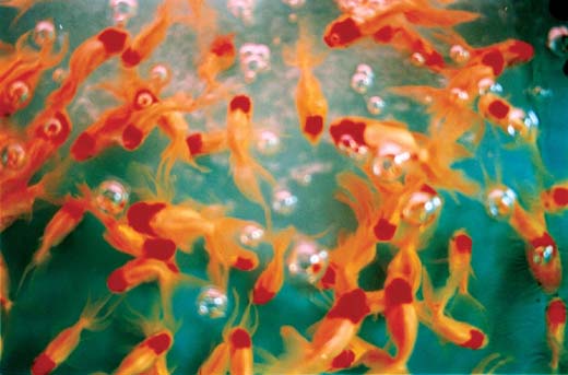 Liquid Dreams-04 (97.0×145.6cm)