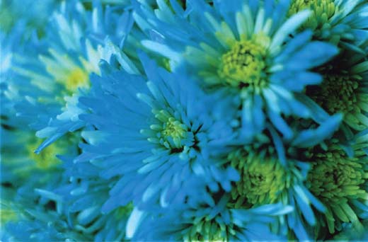 Acid Bloom-01 (51.5×72.8cm)