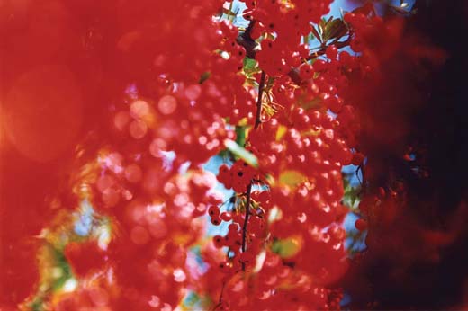 Acid Bloom-29 (48.5×72.8cm)