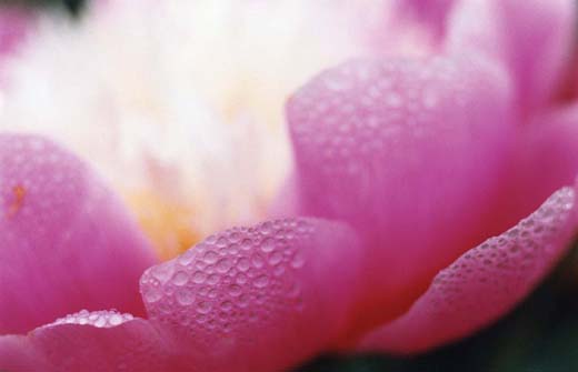 Acid Bloom03-37