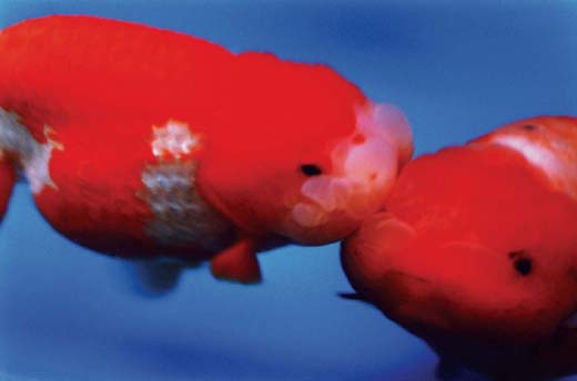 Liquid Dreams－39 （B4サイズ 25.7×36.4cm）
