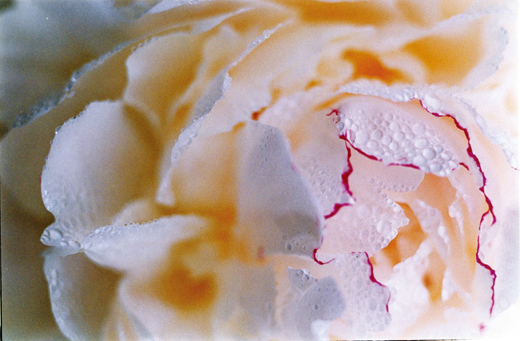 Acid Bloom-25 (48.5×72.8cm)