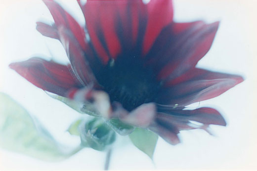 Acid Bloom-28 (97.0×145.6cm)