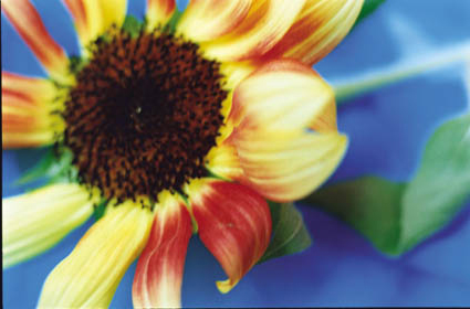 Acid Bloom-31 (97.0×145.6cm)