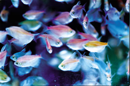 Liquid Dreams-37 (97.0×145.6cm)