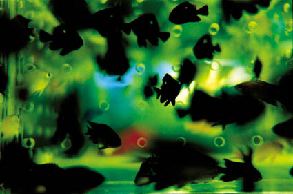 Liquid Dreams-40 (97.0×145.6cm)