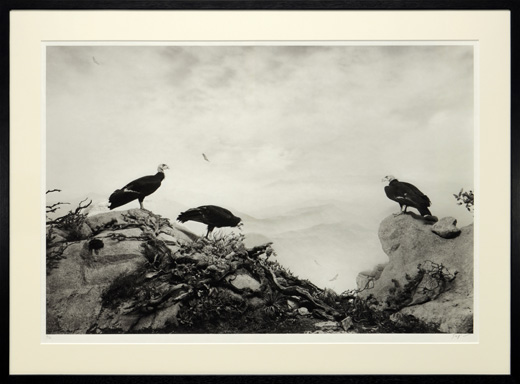 California Condor