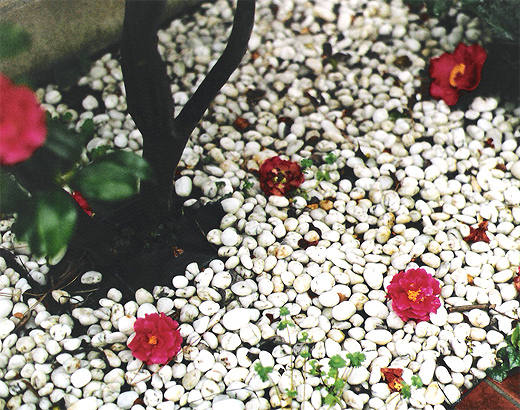 Red Camelia