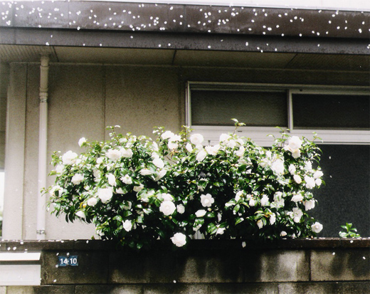 White Camelia