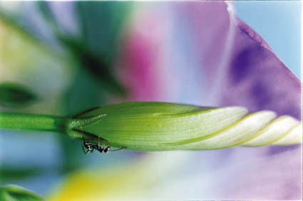 Acid Bloom-40 (24.2×36.4cm)