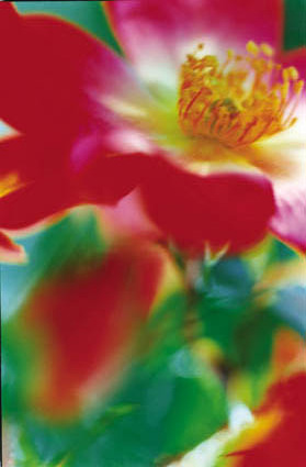 Acid Bloom-42 (24.2×36.4cm)