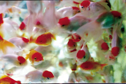 Liquid Dreams-42 (24.2 ×36.4cm)