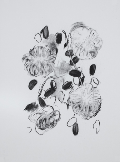 Pyrus (D3)