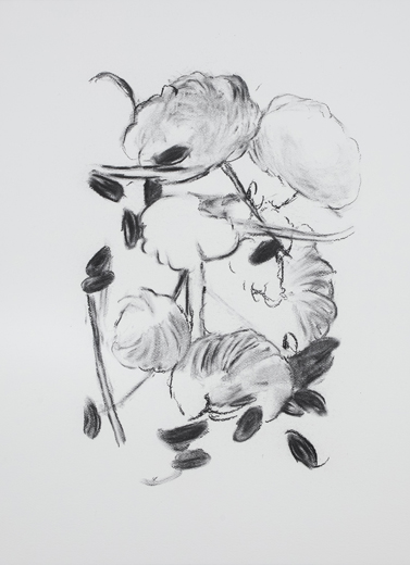 Pyrus (D5)