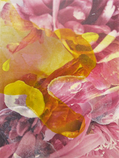 flowers no.2
