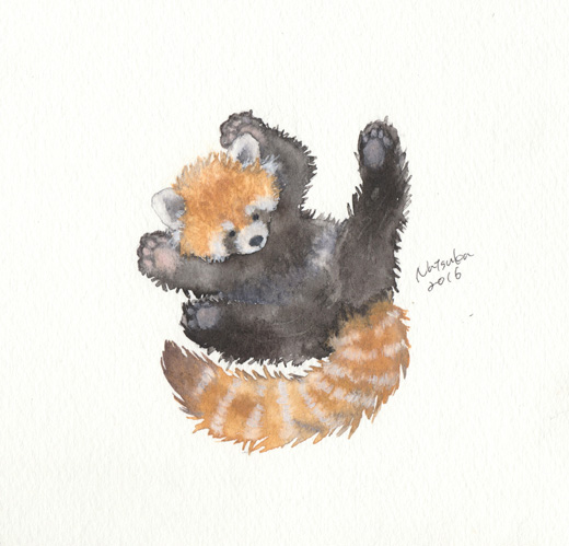 レッサーパンダ