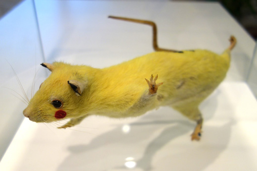 Super Rat