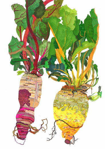 RED BEETS GOLD BEETS