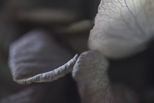fragment - series ‘Hydrangea’