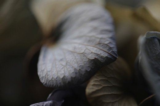 fragment - series ‘hydrangea III’