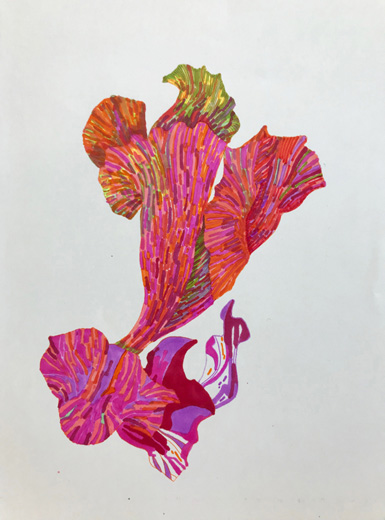 Carnivorous plant