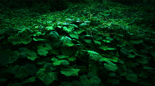 Silent weeds 07