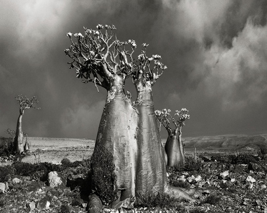 Quiver Trees at Dusk