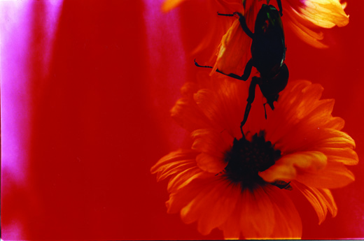 Acid Bloom 22 (25.7×36.4cm)