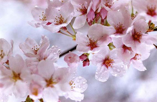 Sakura (MN-sakura-11-05, 24.2×36.4cm)