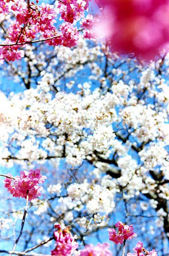 Sakura (MN-sakura-11-14, 36.4×24.2cm)