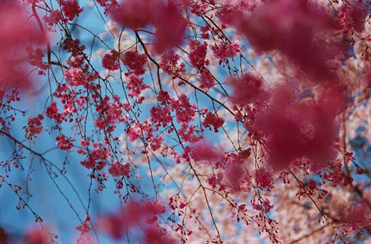 Sakura (MN-sakura-11-75, 97×145.6cm)