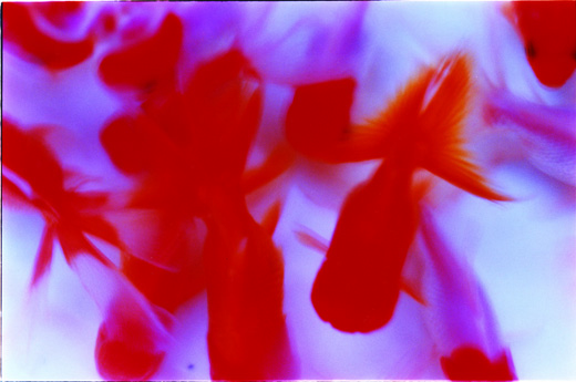 liquid dreams 23 (25.7×36.4cm)